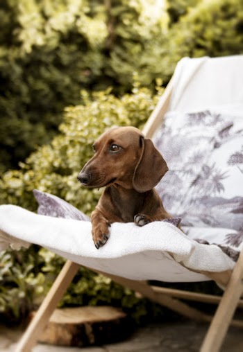 Brown Dachshund on Folding Lounger