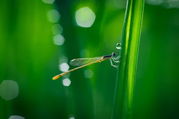 Brown Damselfly on Green Grass