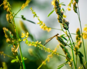 Brown Damselfly Perched on Yellow Flower in Selective Focus Photography