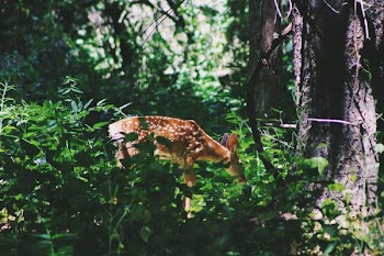 brown deep surrounded by green plants and trees