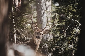 Brown Deer