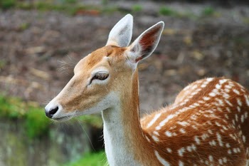 Brown Deer