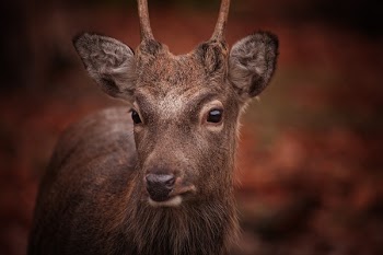 Brown Deer