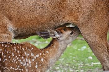 Brown Deer