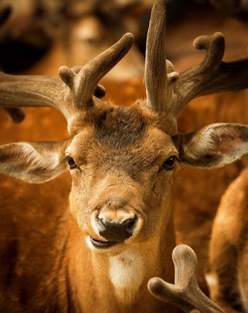 Brown Deer