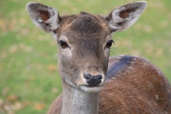 Brown Deer