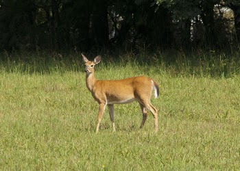 Brown Deer