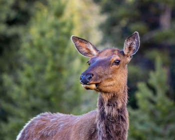Brown Deer