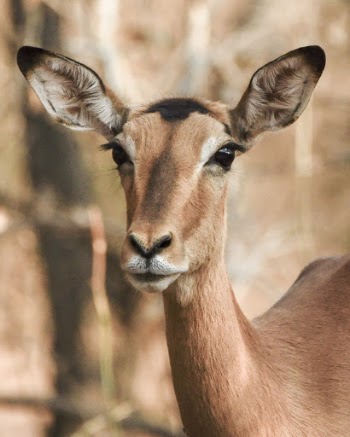 Brown Deer