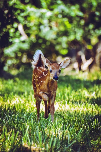 Brown Deer