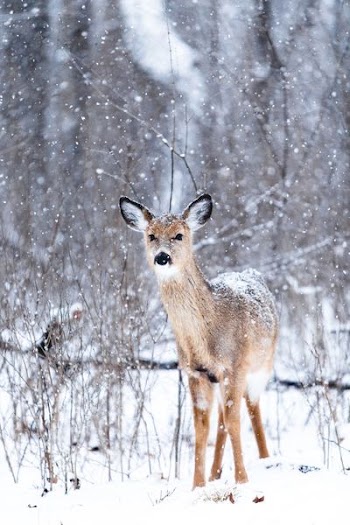 brown deer at winter