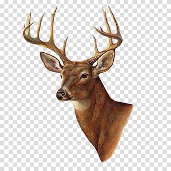 Brown deer illustration, White-tailed deer Painting Printmaking AllPosters.com, deer transparent background PNG clipart