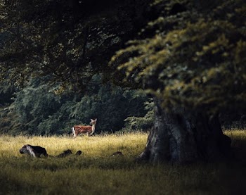 brown deer in a field,