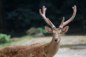 Brown Deer in Close Up Photography