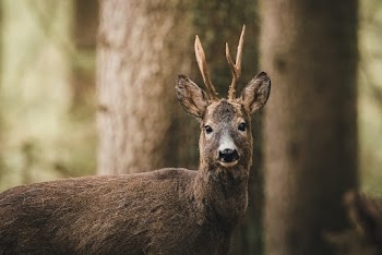 Brown Deer In Selective Focus Photography