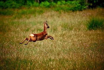 Brown Deer Jumping