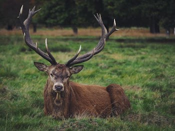brown deer lying on grass