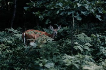 brown deer near green plants