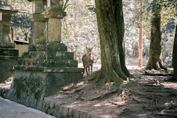 Brown Deer Near Tree