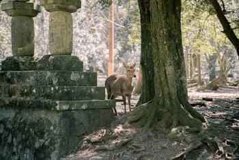 Brown Deer Near Tree