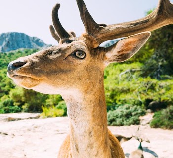 brown deer near trees closeup photography