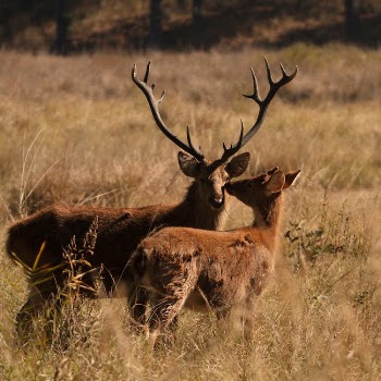 Brown Deer on Brown Grass Field