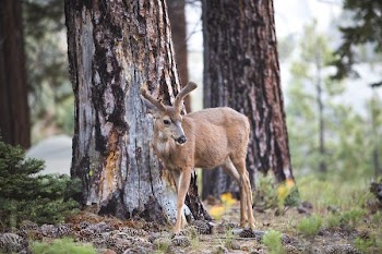 brown deer on forest
