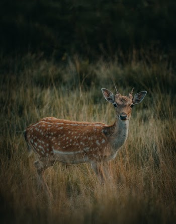Brown Deer On Grass