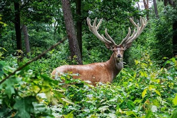 brown deer on grass area