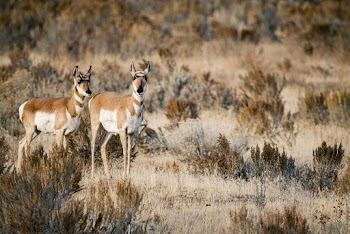 Brown Deer on Grass Field