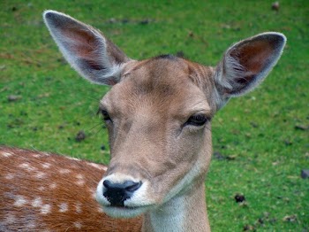 Brown Deer on Grass Field