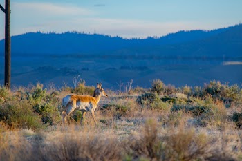 Brown Deer on Green Grass Field