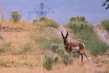 Brown Deer on Ground