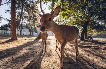 Brown Deer Photograph