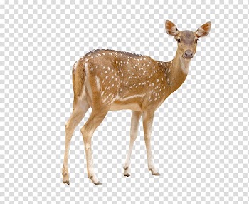Brown deer, Red deer Chital White-tailed deer , Deer transparent background PNG clipart