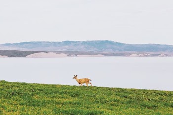 brown deer running on grass field
