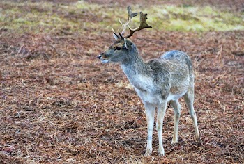 Brown Deer Standing
