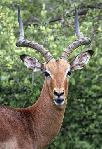 Brown Deer Standing Near Green Leafed Plant
