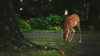 brown deer standing near tree