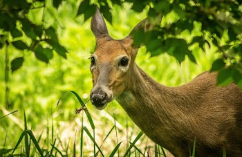 Brown Deer Standing on Grass
