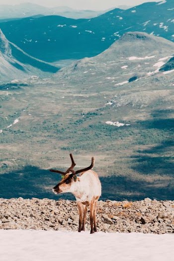 brown deer standing on ground