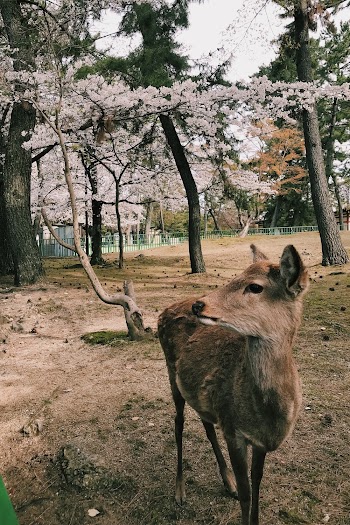 Brown Deer Standing on Ground Near Trees