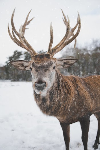 Brown Deer Standing on Snow 