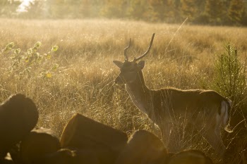 Brown Deer Surrounded by Grass during Sunset