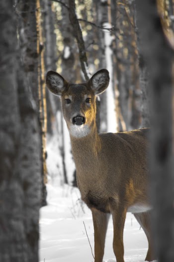 Brown Deer Under Trees