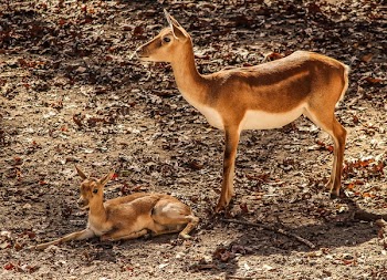 Brown Deer With Herd
