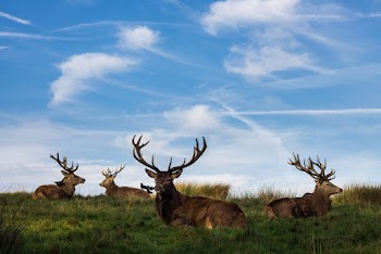 Brown Deers