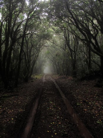 Brown Dirt Ground Pathway in Between Tall Tress at Daytime