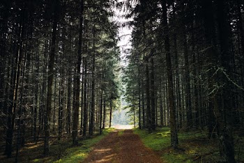 Brown Dirt Road Lined With Trees