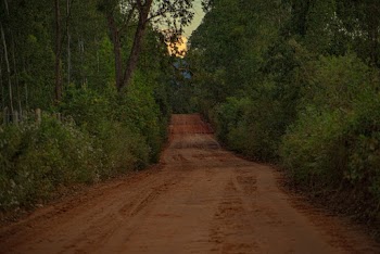 Brown Dirt Road Lined With Trees